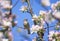 Sparrow bird sits on blooming branches pink apple tree against blue sky in spring sunny garden