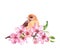 Sparrow bird sitting on apple tree branch raster illustration. Pink blooming flowers . Spring blossoms and twig with