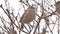 Sparrow bird sitting on branch nature tree