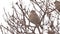 Sparrow bird sitting on a branch nature tree