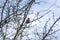 Sparrow bird sitting on the tree with bare branches in blue sky background