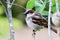 Sparrow bird sitting on tree branch. Sparrow songbird family Passeridae sitting and singing on tree branch amidst green leaves