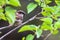 Sparrow bird sitting on tree branch. Sparrow songbird family Passeridae sitting and singing on tree branch amidst green leaves