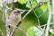 Sparrow bird sitting on tree branch. Sparrow songbird family Passeridae sitting and singing on tree branch amidst green leaves