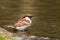 Sparrow bird sitting on water pond. Sparrow songbird family Passeridae refreshing, drinking and bathing inside clear water pond