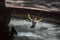 Sparrow bird splashes in the water of a fountain