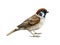 Sparrow bird watercolor illustration. Common house sparrow realistic illustration. Passer montanus avian. Common city