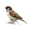 Sparrow bird. Watercolor realistic illustration. Common house sparrow songbird. Passer montanus avian. Common city