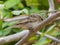 Sparrow Bird wildlife animal on tree background close up