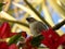 Sparrow Bird wildlife animal on tree red background close up nature beautiful feather Asian animals. wood leaf plant green back