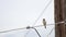 Sparrow bird on wire