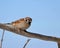 Sparrow bird on a withered branch against the sky