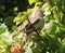 Sparrow birds