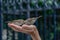 Sparrow birds picking grains in hand of a man