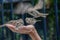 Sparrow birds picking grains in hand of a man