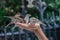 Sparrow birds picking grains in hand of a man