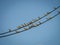 Sparrow birds stay on line of electric or telephone cable on clear blue sky  at sunny summer day