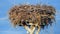 Sparrow birds, storks nest and sparrow birds nesting around the stork nest,