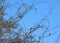 Sparrow birds on tree branches, Lithuania