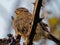 Sparrow on blackberry twig