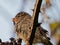 Sparrow on blackberry twig