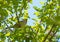 Sparrow in a blossoming apple tree in a garden below a blue sky in sunlight in spring