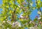 Sparrow in a blossoming apple tree in a garden below a blue sky in sunlight in spring