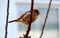 Sparrow on a branch