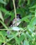 Sparrow on branch