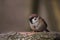 Sparrow on a branch