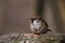 Sparrow on a branch