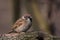 Sparrow on a branch