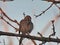 Sparrow on branch: A song sparrow bird with its feathers fluffed out sits on a bare tree