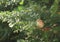 Sparrow on branch in thuja