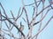 Sparrow on the branches of a fig tree