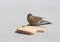 Sparrow and bread.