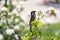 Sparrow. Brown sparrow eating insects in the park of the Rosaleda del Parque del Oeste in Madrid. Background full of colorful flow