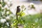 Sparrow. Brown sparrow eating insects in the park of the Rosaleda del Parque del Oeste in Madrid. Background full of colorful flow