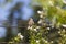 Sparrow. Brown sparrow on a fence in the park of the Rosaleda del Parque del Oeste in Madrid. Background full of colorful flowers