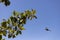 Sparrow. Brown sparrow flying over the park of the rose garden of the Parque del Oeste in Madrid.