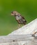 Sparrow chick