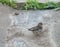Sparrow chick jumping in the summer garden