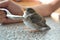 Sparrow chick perched on table, nurse by spoon