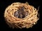 Sparrow chicks waiting to be fed on black background.