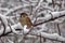 Sparrow close-up on a snow covered branch. Little bird in the cold season. Sparrow sitting on a snowy branch in winter