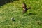 Sparrow collecting grass for the nest