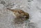 Sparrow drinks from a puddle on the pavement