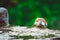 A sparrow drinks water on a hot summer day