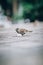 Sparrow eating bread crumbs on the street