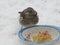 Sparrow eating food in a cup in the snow making a white winter wonderland in nieuwerkerk aan den IJssel, the Netherlands